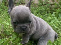 Diş ve Erkek French Bulldog