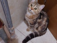 Golden tabby british shorthair erkek 1 yaşında