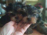 Teacup Yorkshire Terrier Yavrularımız