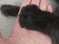 Maine Coon Dişi Yavru Polydact 6677
