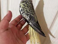 65 GÜNLÜK FULL EVCİL KUSURSUZ BEBEK SULTAN
