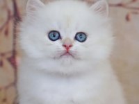 British Longhair Beyaz Yavru