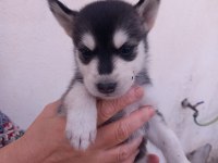 A kalite husky bebekler