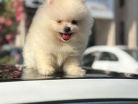 Ayı Surat pomeranian boo erkek dişi