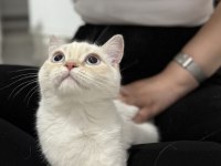 Minik patili british shorthair dostuma yuva