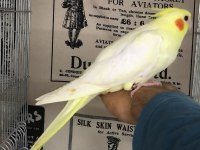 3 adet el besleme full evcil yavrular 1 adet yaşında
