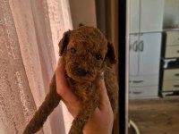 İki Minik Prenses Poodle Köpekler