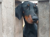DOBERMAN DAMIZLIK DİŞİ VE ERKEK