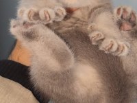 British shorthair yavru kedimiz