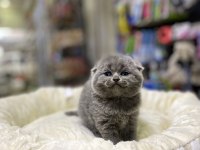 Üst kalite scottish fold bebeklerimiz