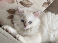 2 buçuk aylık dişi british longhair
