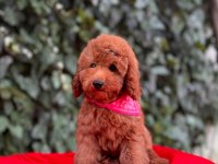 Safkan Red Brown Toy Poodle Yavrular