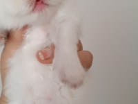 Show kalite ırk garantili iran kedisi bebeklerimiz