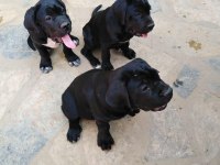 90 Günlük Cane Corso yavrular