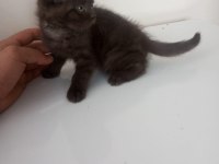 British shorthair nadir renk