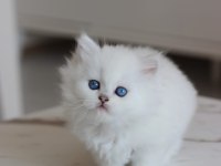 Show kalite british longhair