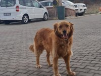 Bakımlı kısırlaştırılmış oyuncu golden retriever