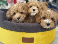 Ankaranın  En Seçkin Kore Maltipoo Yavruları