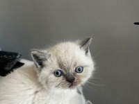 40 günlük blue point british shorthair yavrular