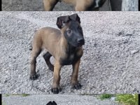 Belçika malinois