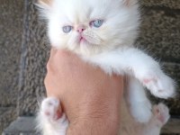 15 MAYIS DOĞUMLU SAFKAN İRAN KEDİSİ BEBEK
