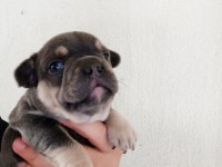 Aşılı Karneli Irk Garantili Fransız Bulldog