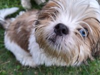 masmavi gözlü erkek shih tzu