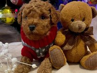 Toy Poodle Yavruları