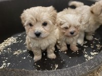 (SDK) çiftlikten sıfır numara maltese terrierler