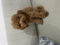 Acil Yuvalandırma Poodle Köpeğimiz