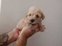 Maltipoo yavru