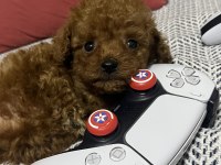 Kore kan 1.5 kilo garantili minyatür Toy poodle bebek