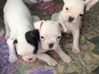 2 aylık aşılı french bulldog yavrular