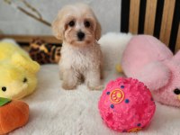 Maltipoo  Yavrularımız 