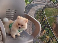3 Aylık Erkek Pomeranian Tüm Aşıları Tamam