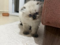 Scottish Blue Point