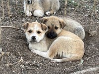 Yavru Köpeğimizi Ücretsiz Sahiplendirme