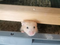HAZIR SYRİAN HAMSTER YAVRULARIM MEVCUT