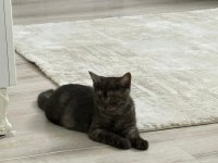 Yavru british shorthair çok tatlı