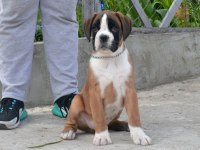 Fci şecereli boxer