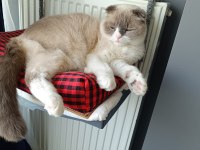 ÜCRETSİZ scottish fold oğlumuza yeni yuva arıyoruz