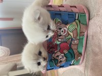 sağlıklı 26 günlük bebeklerimiz scottish fold