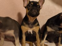 AŞILI ISABELLA ve FLUFFY TAŞIYICI FRENCH BULLDOG KIZLAR