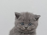 45 Günlük British Shorthair Minnoşlarımız