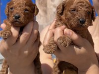 Toypoodle sevimli yavrular 
