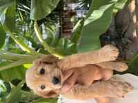 Sağlıklı yavru golden retriever yeni yuvasını bekliyor