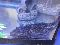 DEV LEOPAR VATOZ 24 CM SAĞLIKLI