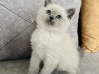 Safkan ayı suratlı british shorthair oğlum