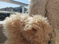 4 aylık maltipoo sahiplendirilecektir