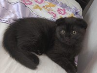Scottish fold bebişler yeni yuvalarını arıyor